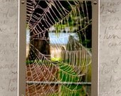 Outdoor Spider Web Scene with Tree Handmade Greeting Card for Nature Lovers