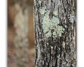 Woodlands Nature Photograph 8"x10" Print Tree Earth Tones Bark Moss Green Turquoise Natural Beauty IN STOCK, Ready to Ship.