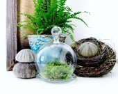Mini Cloche Terrarium Bell Jar with Live Moss