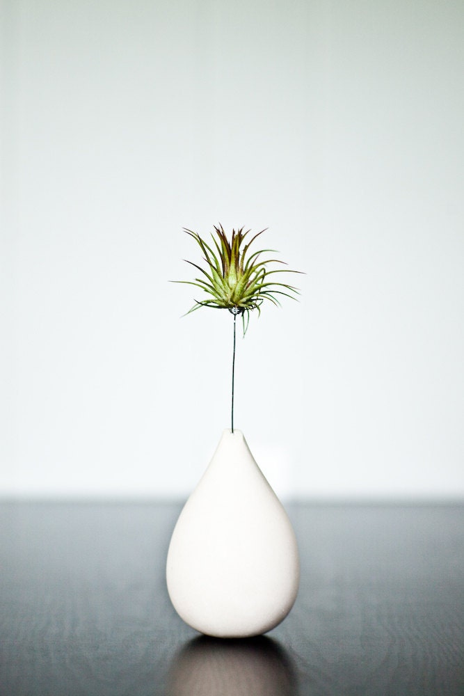 Air Plant with Custom Plaster Vase - REDCROWNED