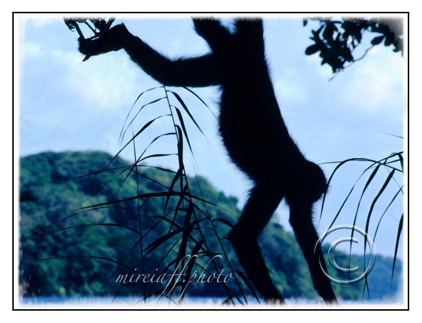 Photo of spider monkey. Black monkey printing. Picture of wildlife. Nature art printing. Animal wall decor. Primate in the jungle. Panama.