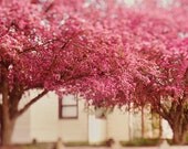 cherry trees,cherry blossoms,honeysuckle pink,shabby chic cottage,french country decor,whimsical floral art,spring