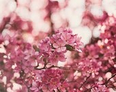 flowers,pink flowers,blooming tree,soft and dreamy,floral art,nature photo,fine art photography,cottage chic decor,wall art