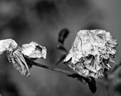 Dead roses black and white photography, nature, closeup, fine art 8x10 print. Free domestic shipping.
