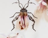 Magnolia bug no. 4332