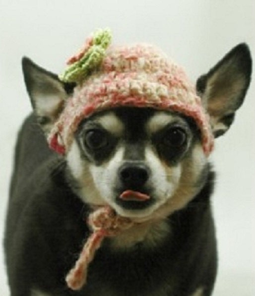 Dog hat crocheted, Pink and White with Flowers and Bone, small