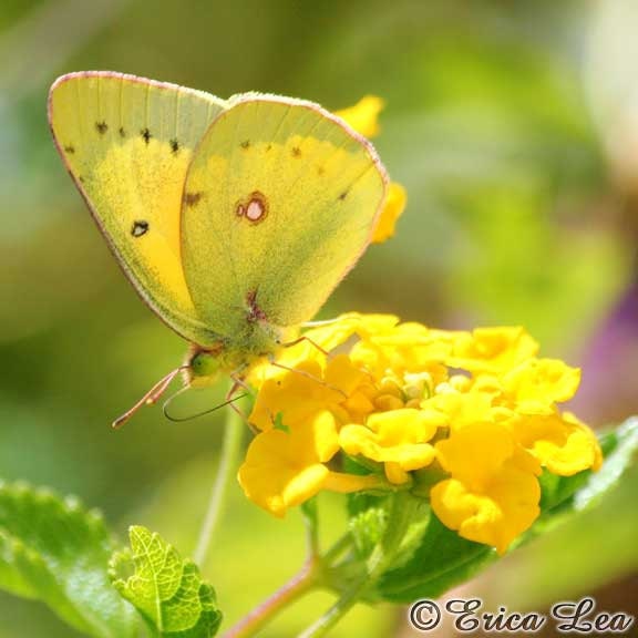 Butterfly Art Print Yellow Butterfly Photo on Flowers Sunny Home Decor Picture 8x8 - NatureVisionsToo