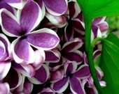 3 Lilac Bush Tree Plant Wholesale Mixed Lot Pink Red Purple White live healthy