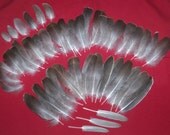 74 Assorted African Goose Feathers Natural Cruelty Free Plus 8 Free