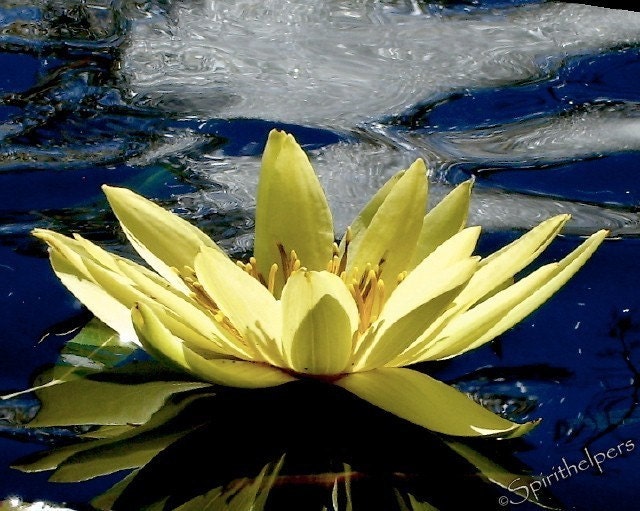 Illuminated Water Lily Spiritually Beautiful