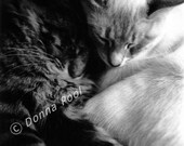 Original Photo 5x7 Sebastian and Snowflake