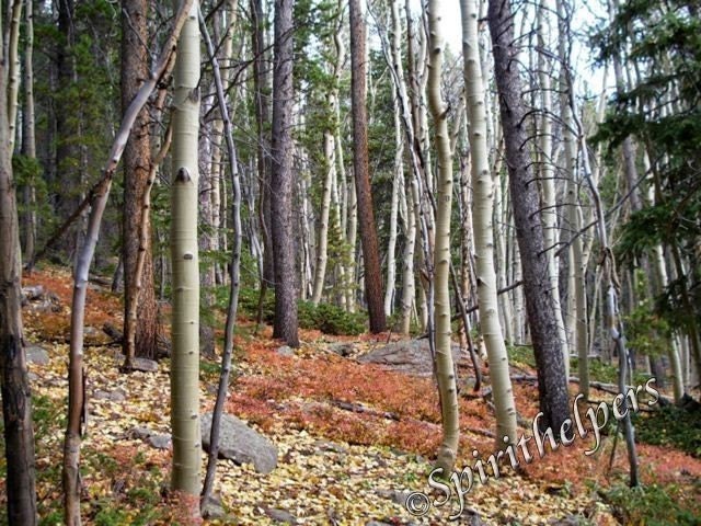 Fall Forest Handsome Trees Greeting Card
