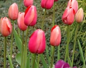 field of tulips card handmade