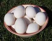 18 Blown Goose Eggs