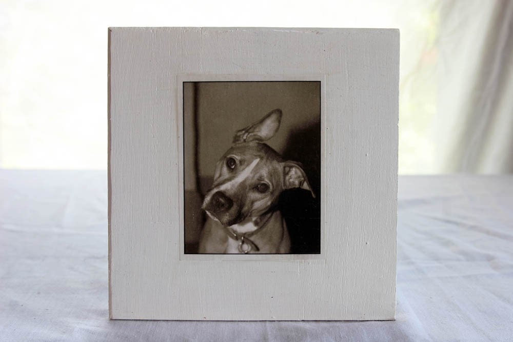Frida the Pitbull