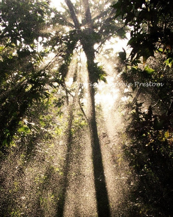 Sun Shower - 8x10 Sparkling Rain Photo Print