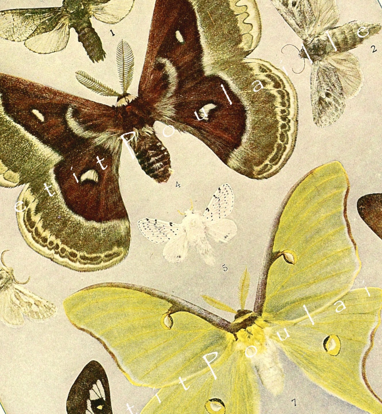 1903 Spring Green Beauties, 9 Moths Rotogravure Ready To Frame, Pl XII