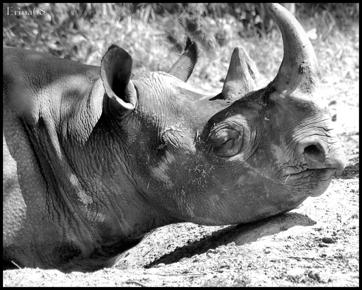 Rhinoceros 8x10 Print