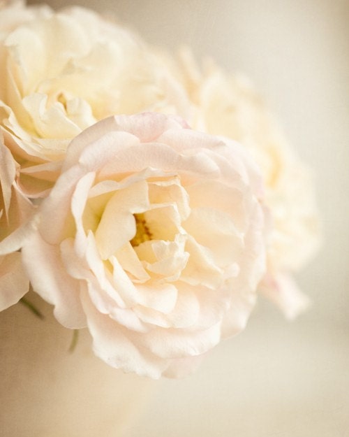 first light of morning roses... soft white romantic garden flowers fine art photo by leapinggazelle