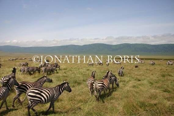 Zebra Herd in Ngorongoro Crater- Tanzania, Africa- 8x10 Print