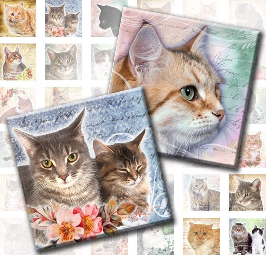 Kittens cutest, Cat collage, Cats