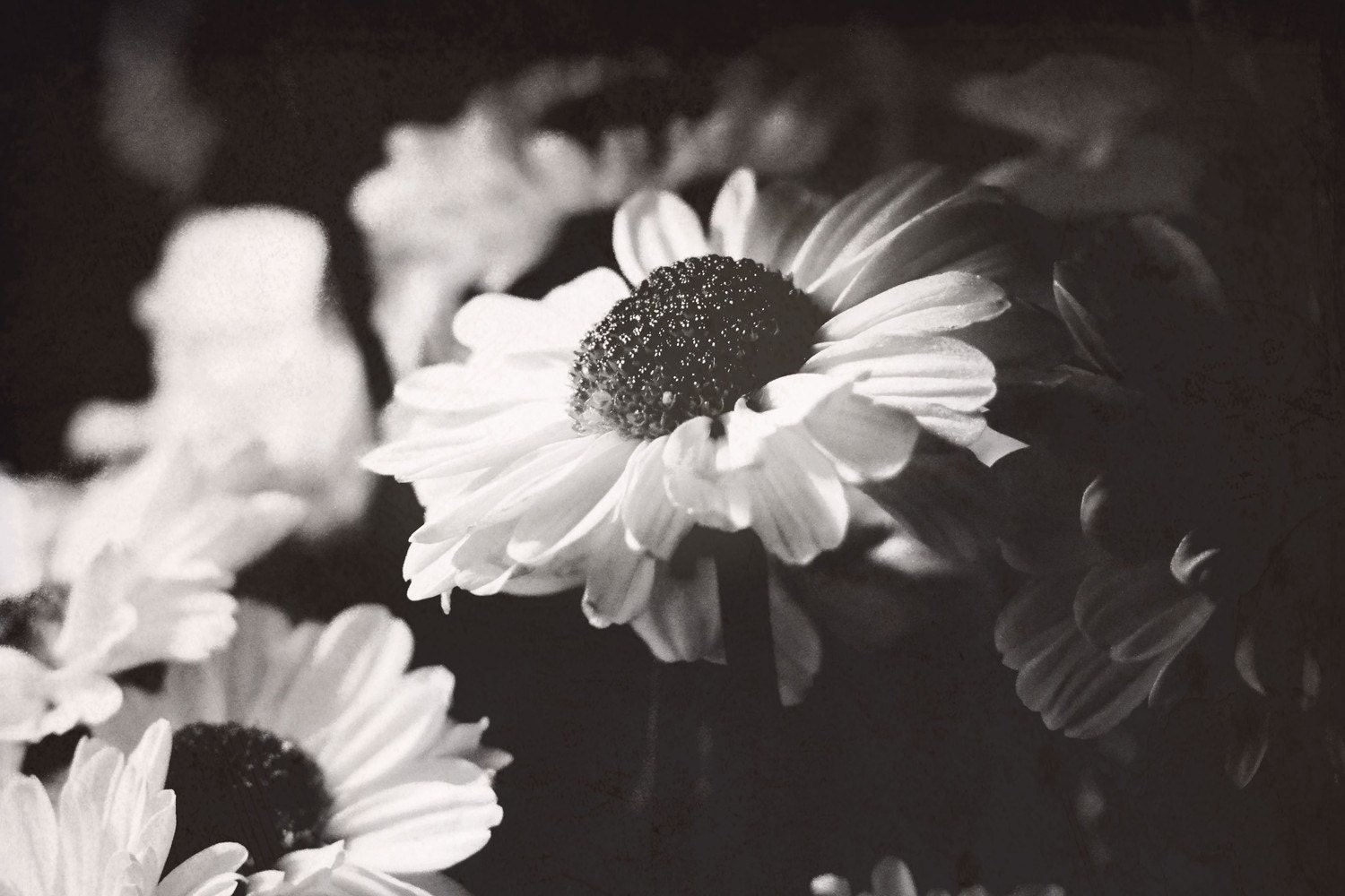 Daisies // 8x12 Original Fine Art Nature Photograph // daisies flowers spring black and white