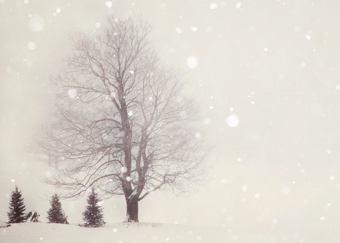 Snow flurries - Winter Photograph in Pale Ivory White, Trees, Landscape, Nature Photography