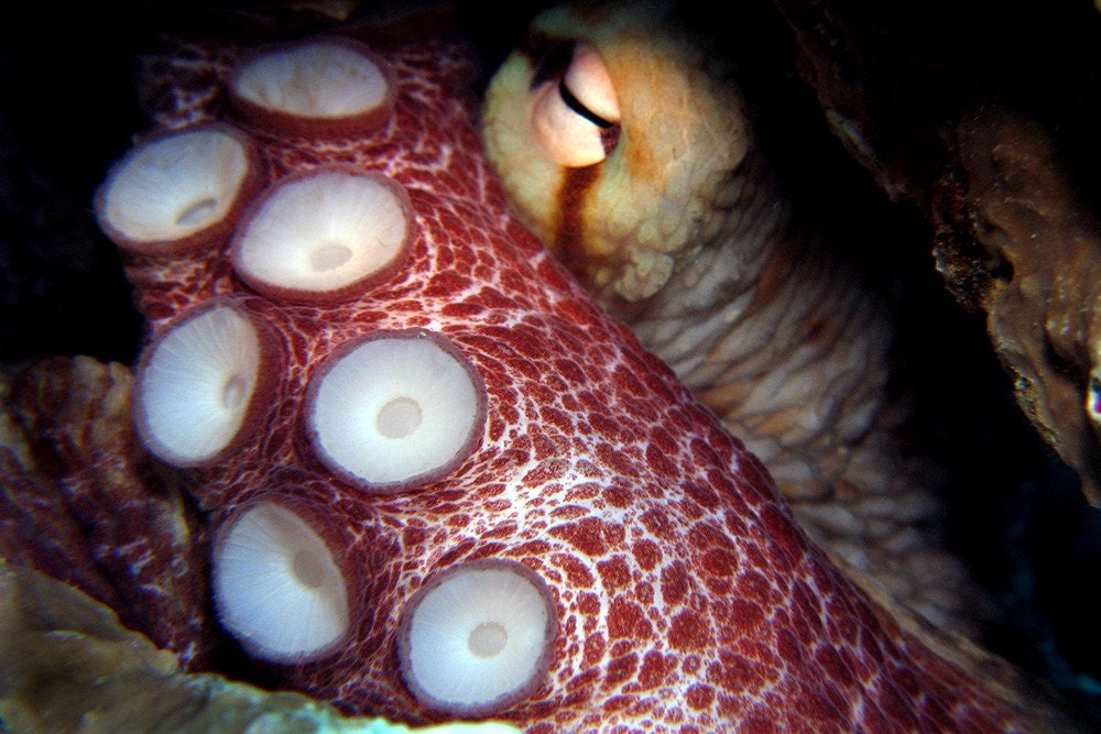 Octopus Art Nautical Home Decor 4x6 Underwater Photograph