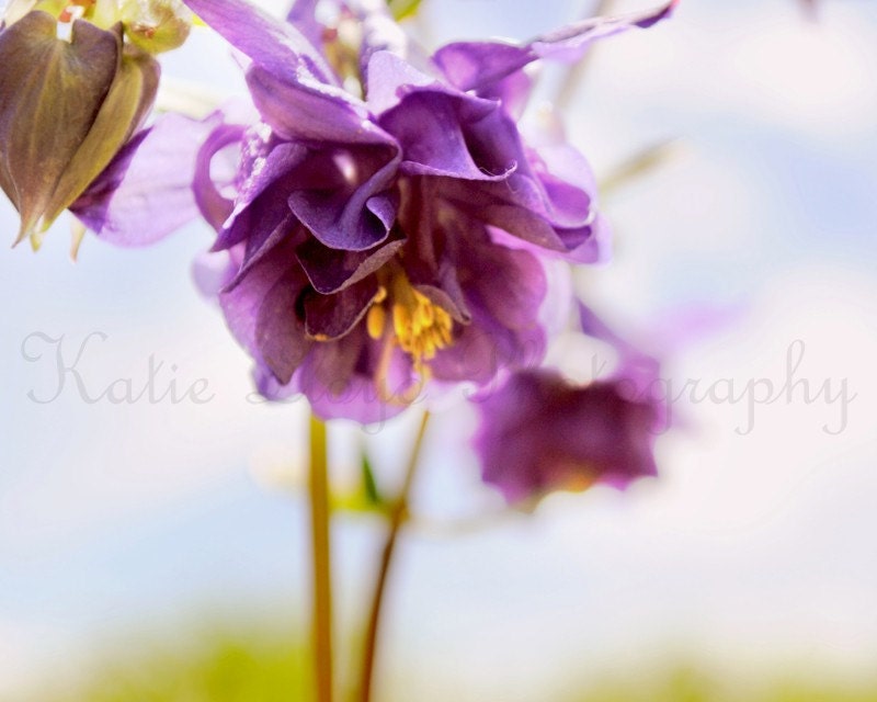 Pretty in Purple - 16x20 Fine Art Flower Photography Print - Feminine Columbine Bloom Home Decor Photo