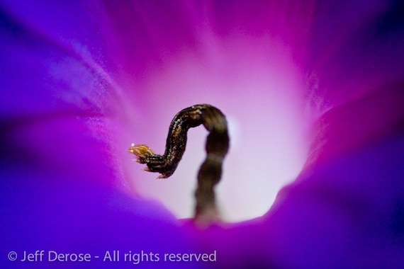 Acrobatic inchworm balancing a single ivory bead of pollen gathered from the luminal well of an amethyst morning glory.