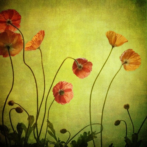 poppies from behind squared... golden flower garden photograph from leapinggazelle