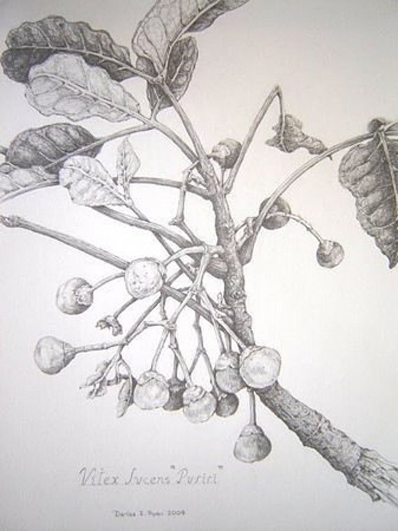 Vitex lucens ( Puriri) with berries  - Limited Edition Print from Original Drawing