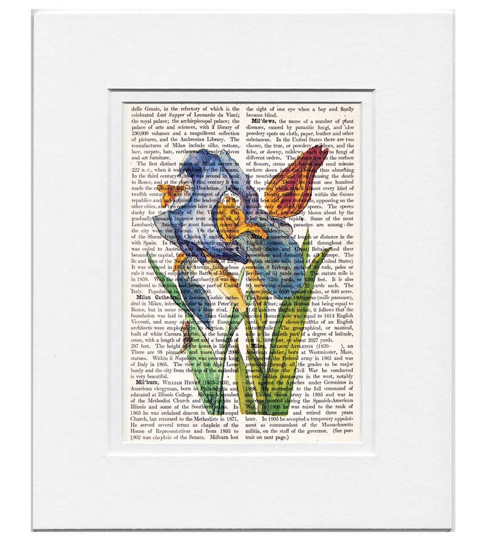 IRIS and Tulip Artwork on a page from vintage Dictionary - FREE Domestic Shipping