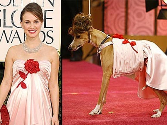 dog fashion designer