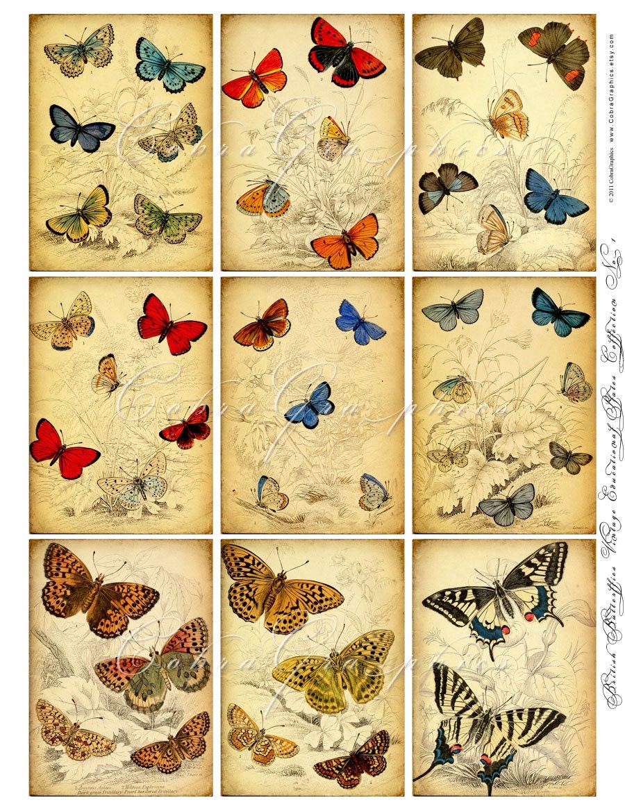 British Butterflies Vintage (1890s) Educational Plates - Digital Backgrounds CG-53 for ATC ACEo Crafting Scrapbooking Magnets Stickers JPG