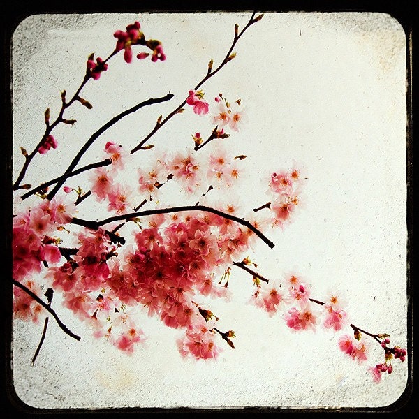 Home Decor-Природа Фотография-Cherry Blossom Wall Art-Лондон вишней в цвету, Женского Декор, Для Нее, под 50, 8x8-Сент-Джеймс