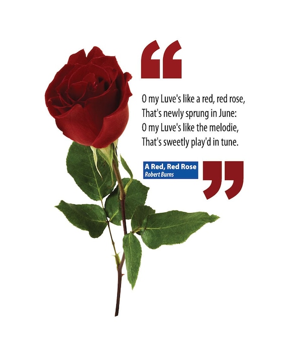 burns my love is like rad A red, red rose by robert burns and there's a good chance that the line my love is like a red, red rose is one of the first things that comes to mind when. burns my love is like rad A red, red rose by robert burns and there's a good chance that the line my love is like a red, red rose is one of the first things that comes to mind when.