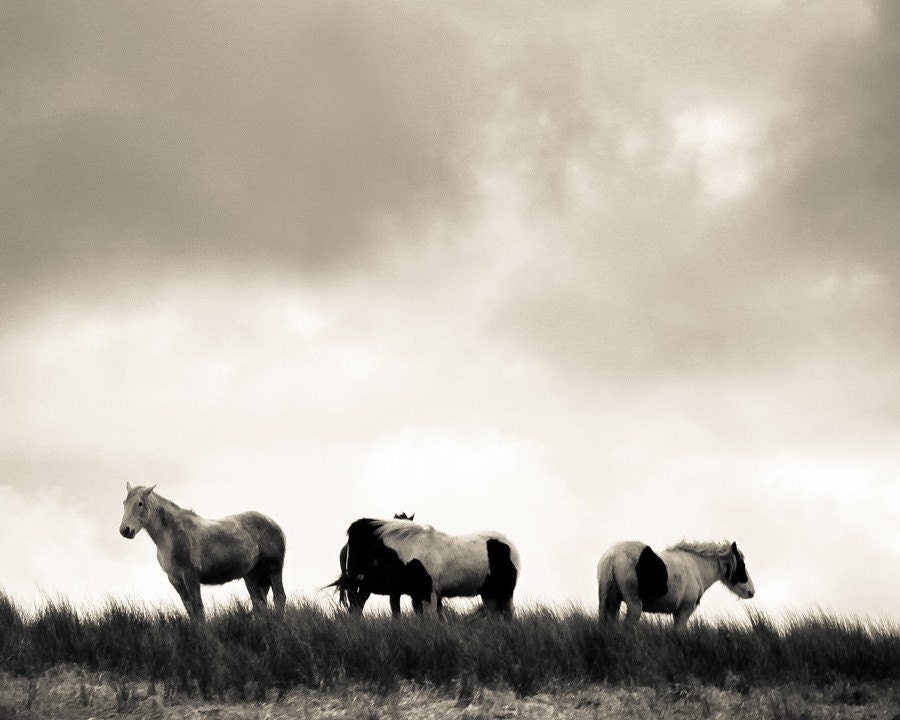 Wild as the Wind - 8x10 Original Fine Art Photograph - Horses - Ireland - Black and White - Countryside