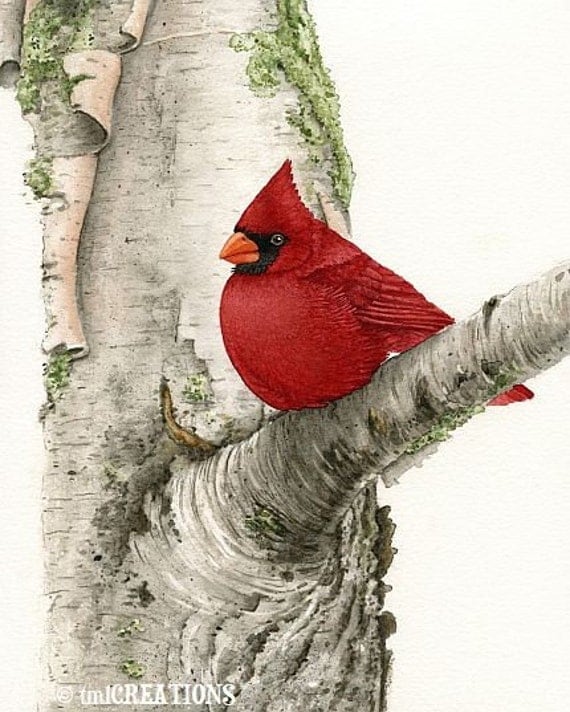 Cardinal In Birch Tree