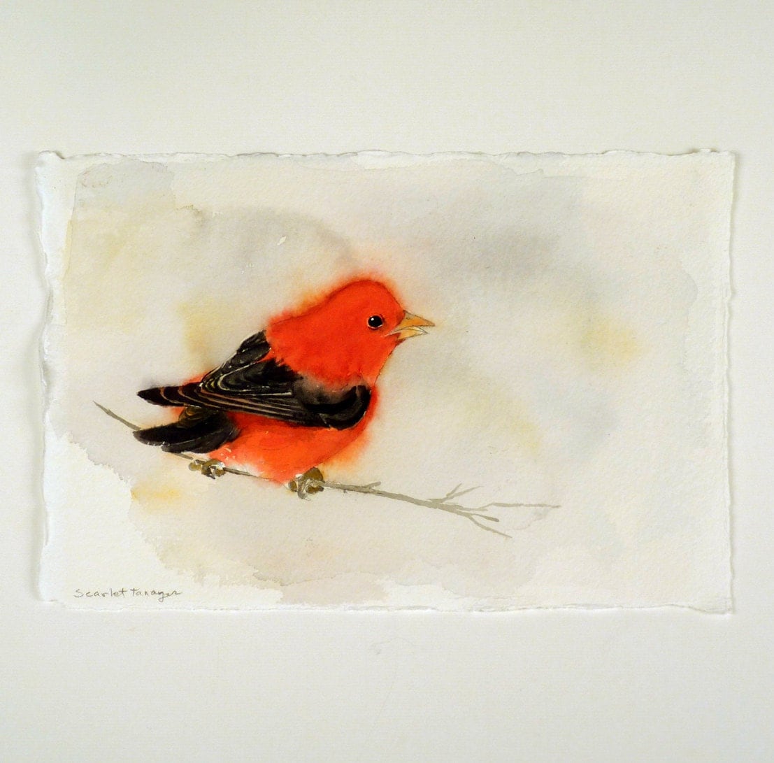 Art Watercolor Print Bird Scarlet Tanneger Nature Black and Red Bird Lovers Bird Watcher Gift Under 25 USD