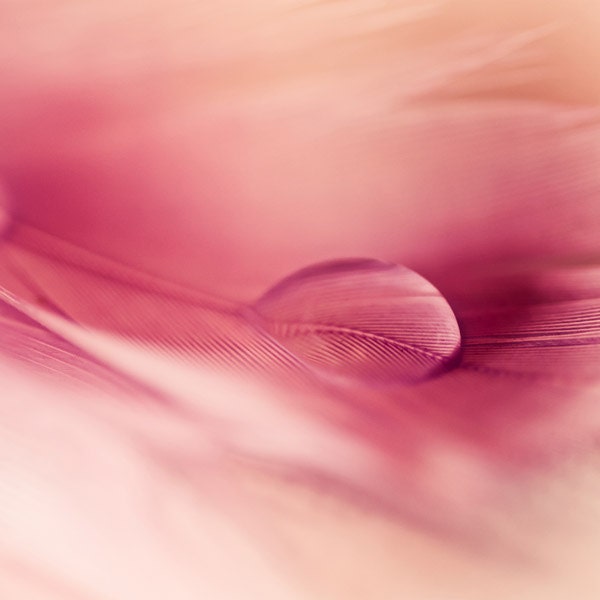 5x5 Fine art photography print  pink - botanical prints - feather rain drop photo macro photo vintage inspired "Isolation" clickety