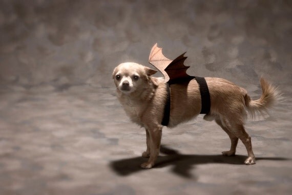 Bat Dog Photo