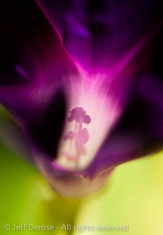 Amethyst infused velvet petals of a morning glory unfurling at first light. Radiant. Glowing.