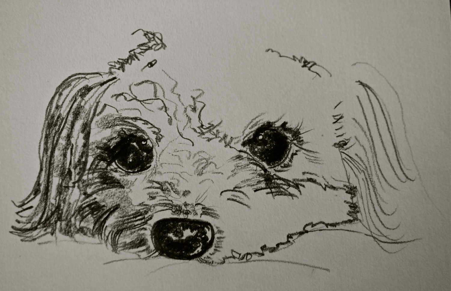 PUPPY sketch, 5"x7", very cute