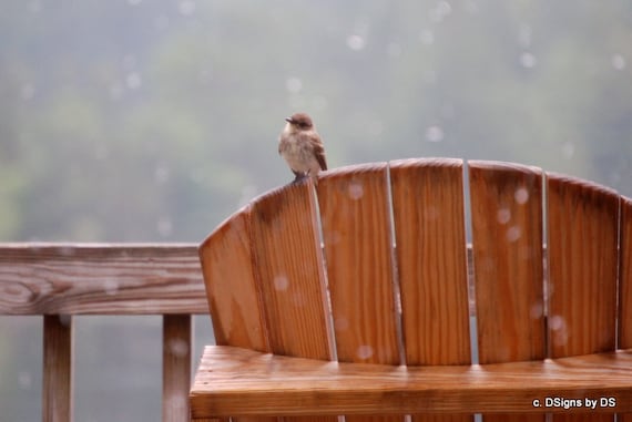 Little Bird in the Rain Photo/Note Card