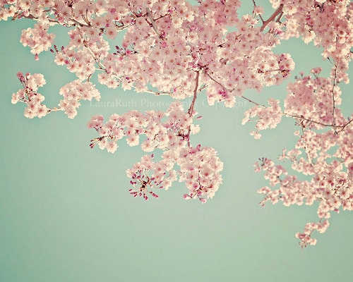 Cherry Blossom Tree, Nature Photography,  Botanical Photography,  Baby Nursery, Home Decor, Fine Art Photography 8x10 inches - "Serendipity"