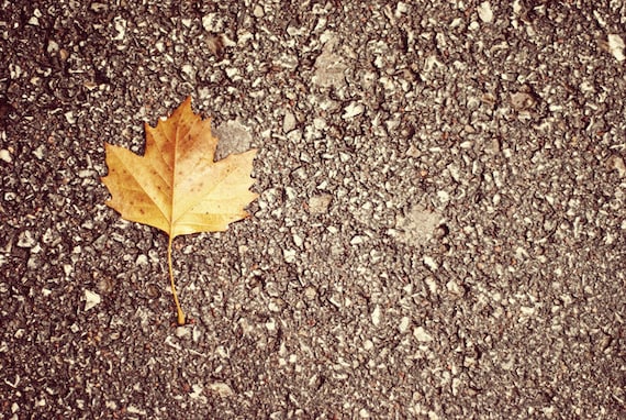 Autumn Has Begun, So Says the Golden Maple Leaf - 20x30 Fine Art Nature Photography Print - Orange and Umber Minimalist Fall Photo
