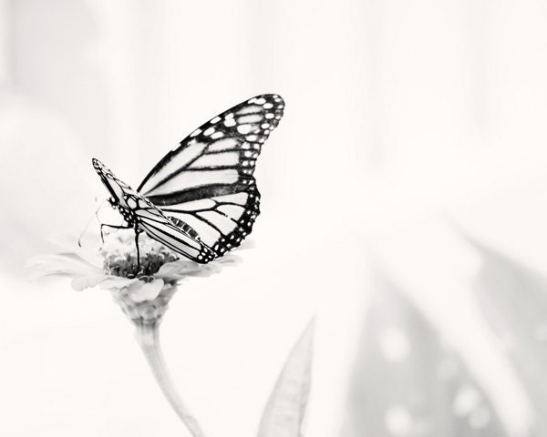 Monarch Butterfly in the Garden - 16x20 - Fine Art Nature Photography Print