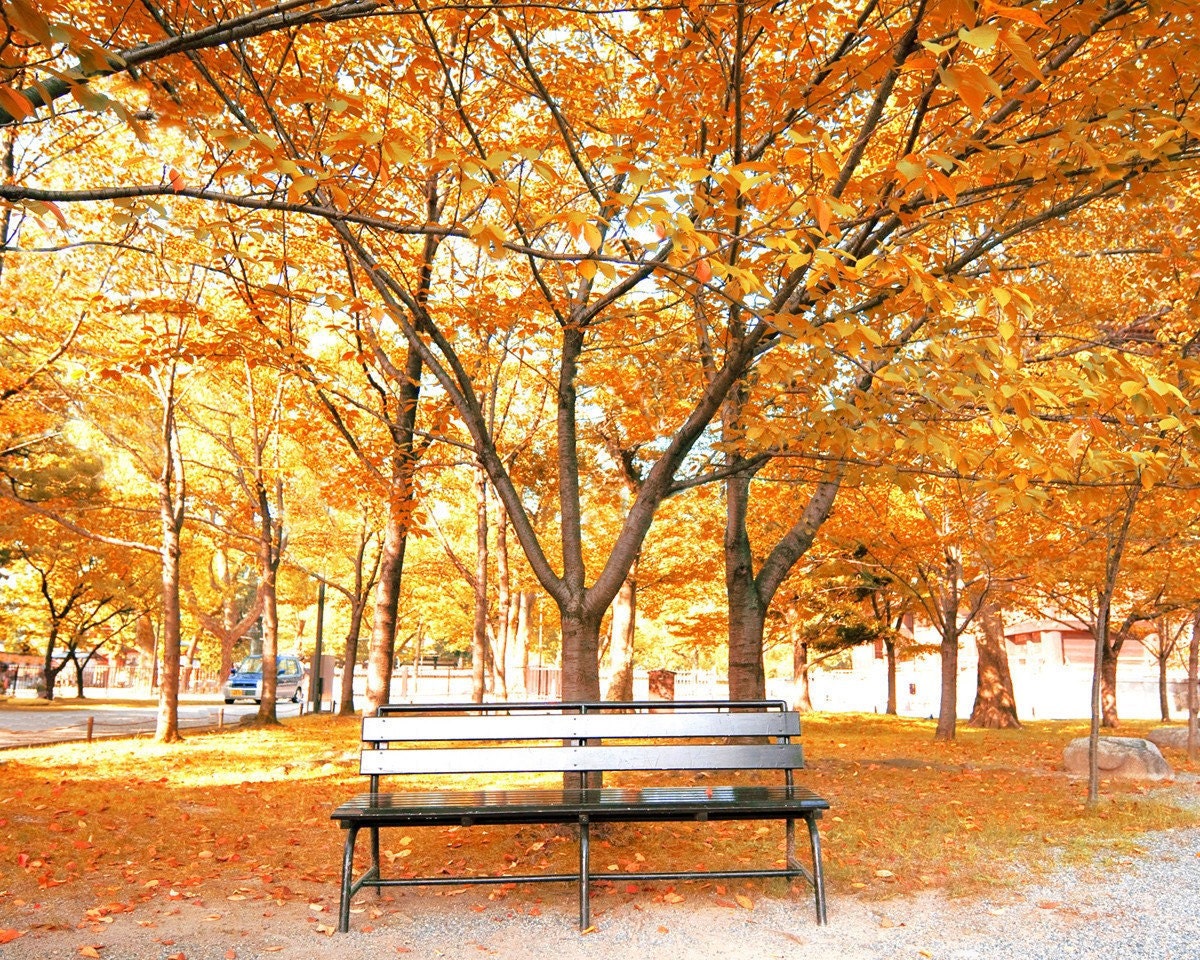 50% Off -Thanksgiving Home Decor Rustic Harvest Gold Trees Orange Saffron Fall Leaves Autumn Photography 8x10