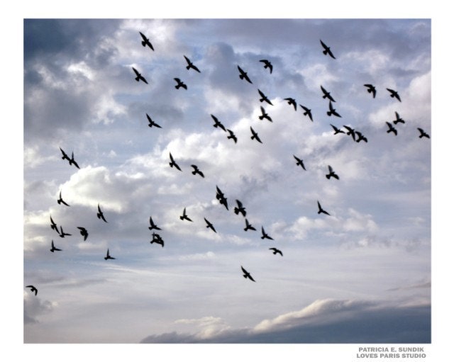 Flock of Birds Photo, "United", Tribute to 9/11, 20 x 16,  Fine Art Photograph